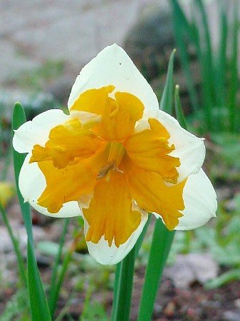 Narcissus papillon decasplit 'Orangery' PB 5